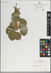 Foto von Salix lanata L.